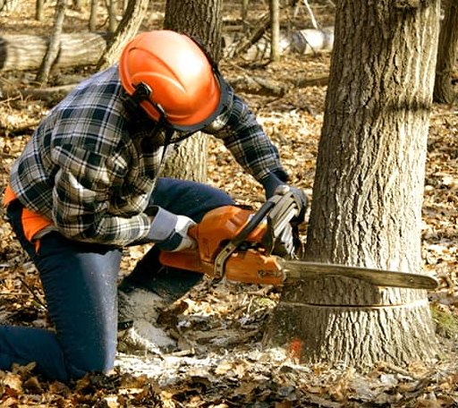 Tree Removal in Fairview, MT
